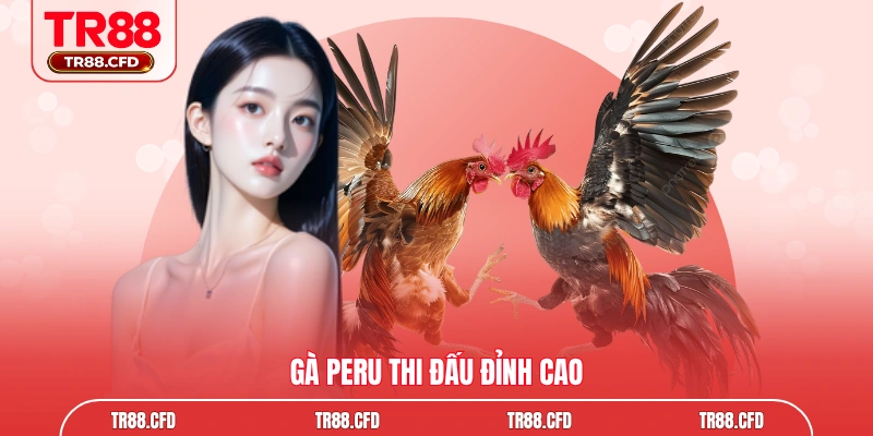 Gà Peru thi đấu đỉnh cao