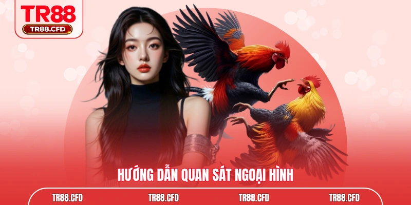 Hướng dẫn quan sát ngoại hình