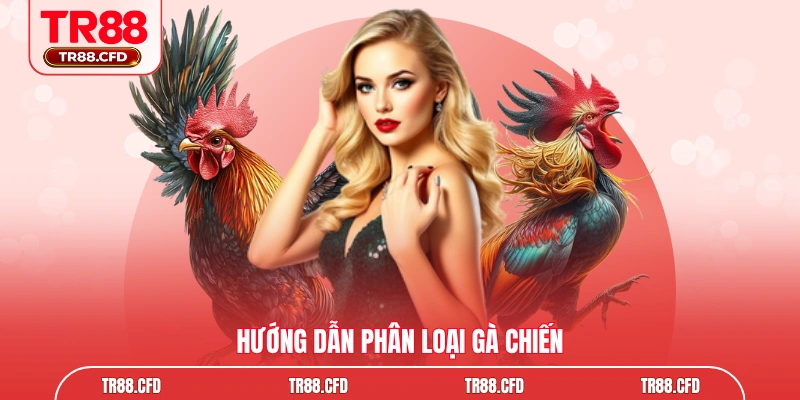 Hướng dẫn phân loại gà chiến