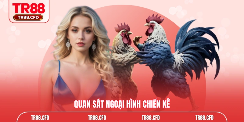 Quan sát ngoại hình chiến kê