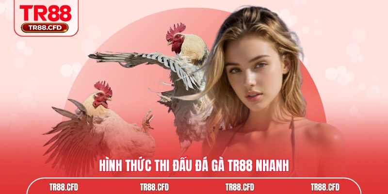 Hình thức thi đấu đá gà TR88 nhanh