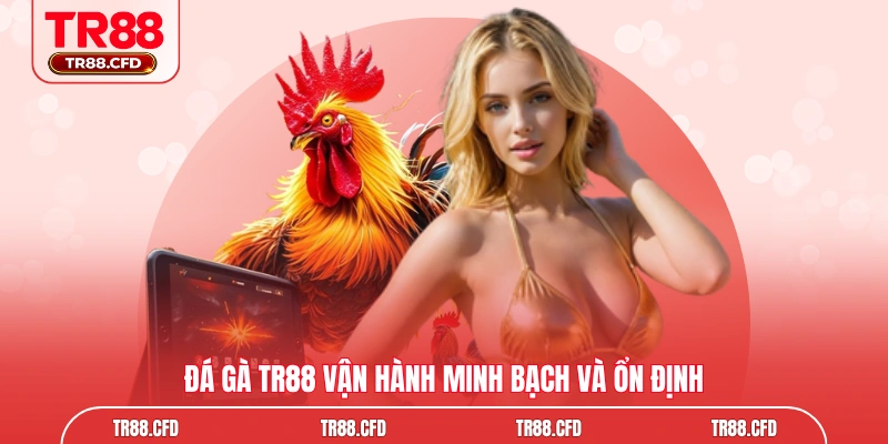 Đá gà TR88 vận hành minh bạch và ổn định